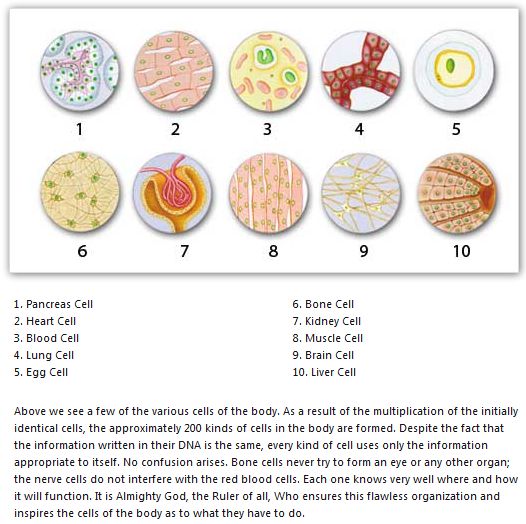 The Fact Of Creation: The Planned Activity of Cells which Gives Shape