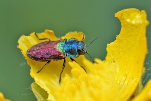 Anthaxia (Haplanthaxia) scutellaris