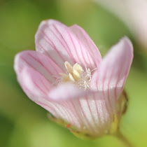 http://wild-flowers-of-europe.blogspot.nl/2015/07/anagallis-tenella.html