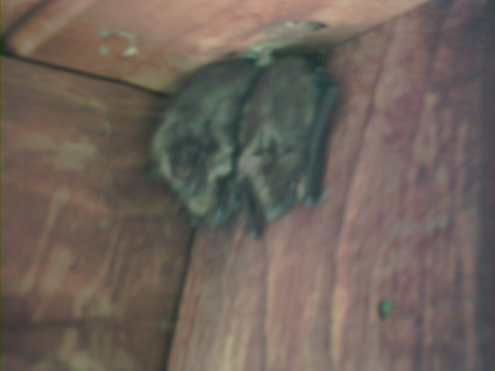 Bat Control Acworth 6787928053 Bat removal and Animal Control