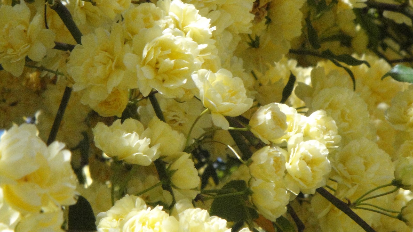 How to Propagate Lady Bank Rose Yellow Self Sagacity