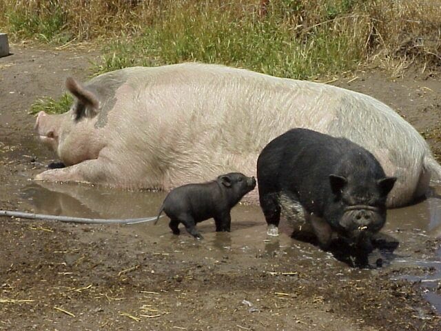 the truth about pet pigs know the history and know their size potbelly pigs size