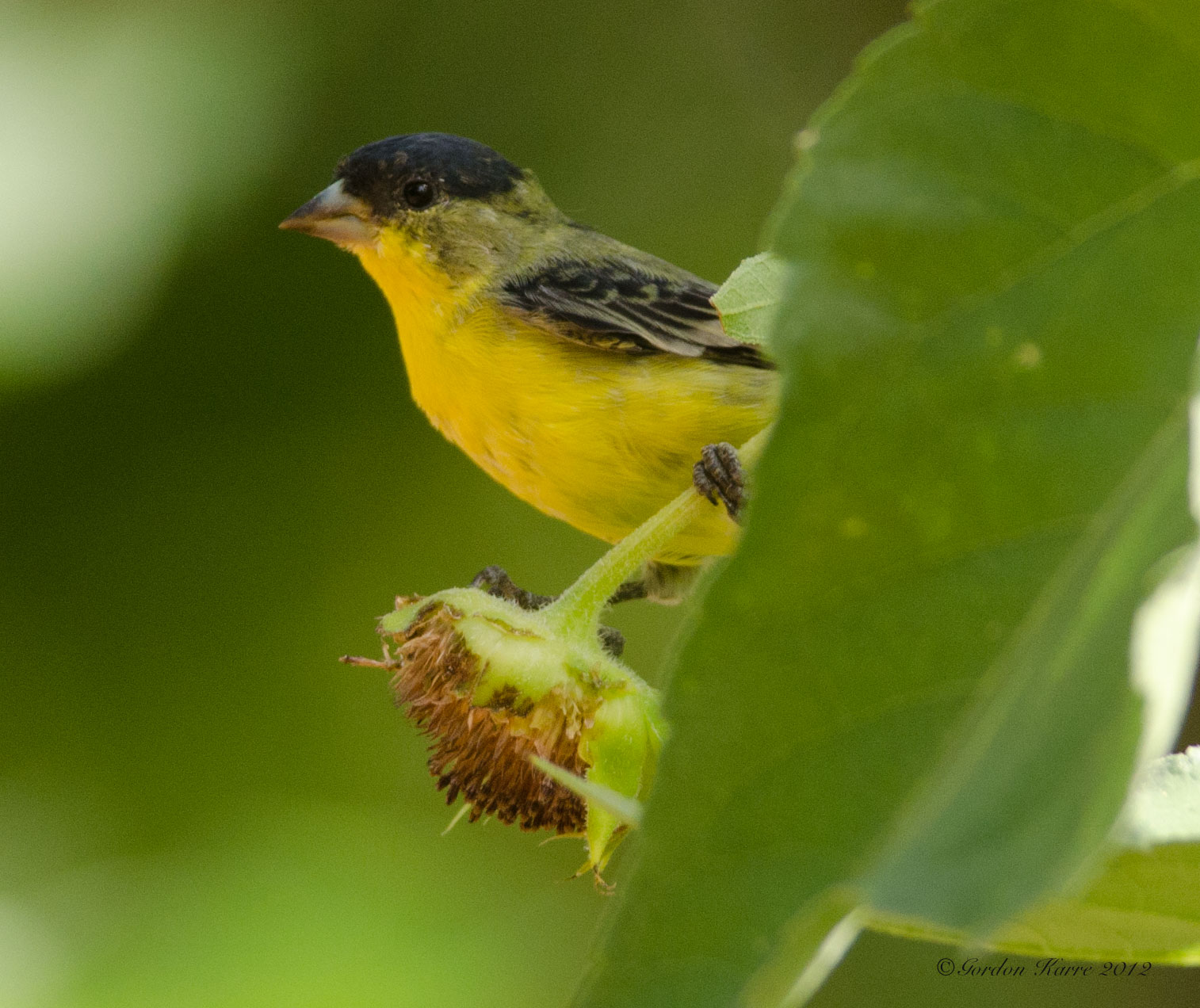 male goldfinch