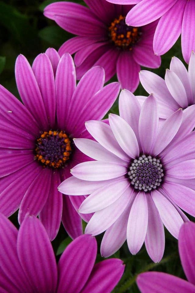 beautiful flowers iphone wallpaper high quality flower wallpapers iphone wallpapers beautiful flowers iphone wallpaper high quality flower wallpapers iphone wallpapers