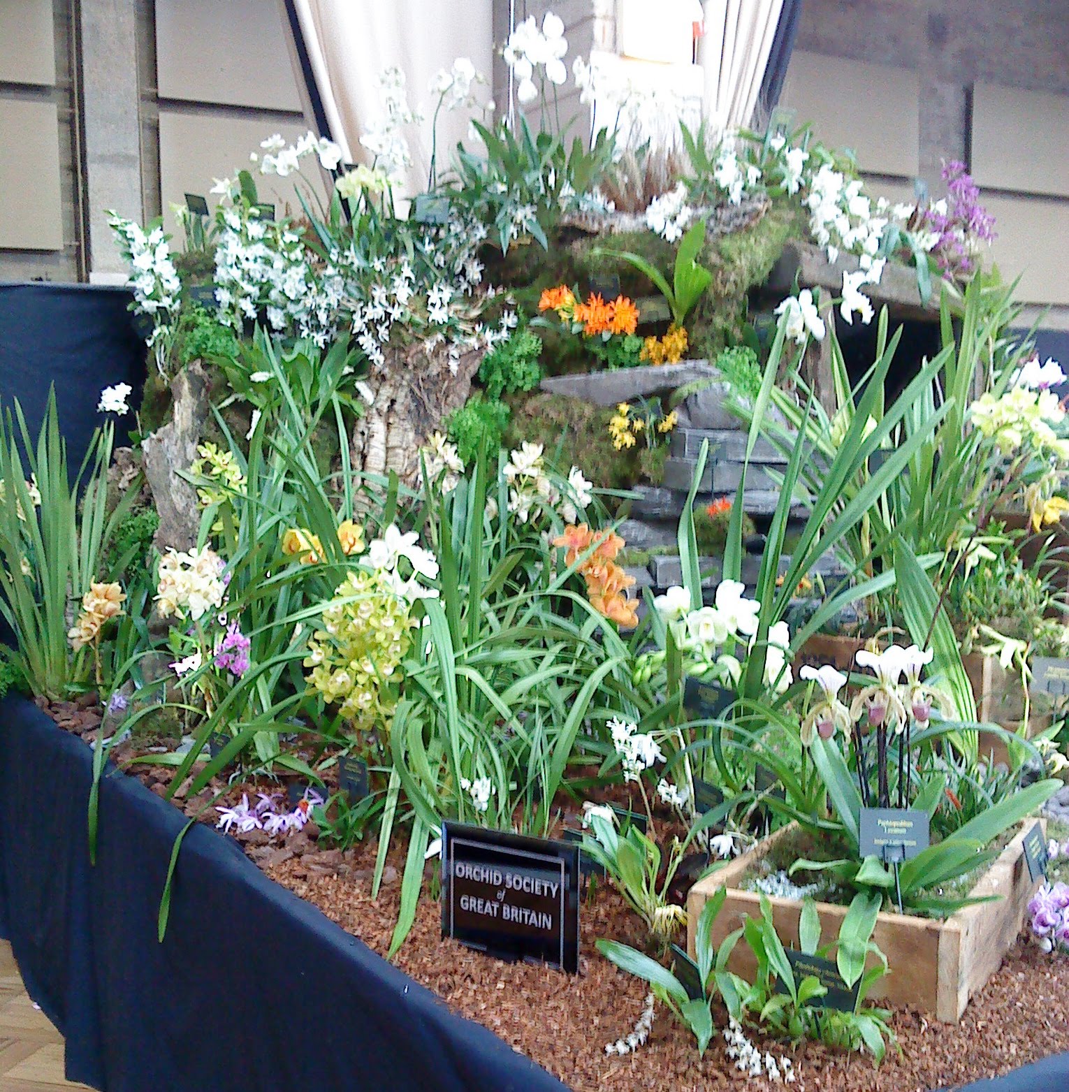 The Gardengoer A Day at the London Orchid Show