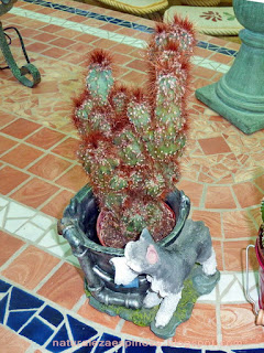 Cereus peruvianus var. monstruosus