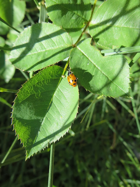 Ladybugs in the garden 