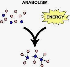 Define anabolic chemical reactions