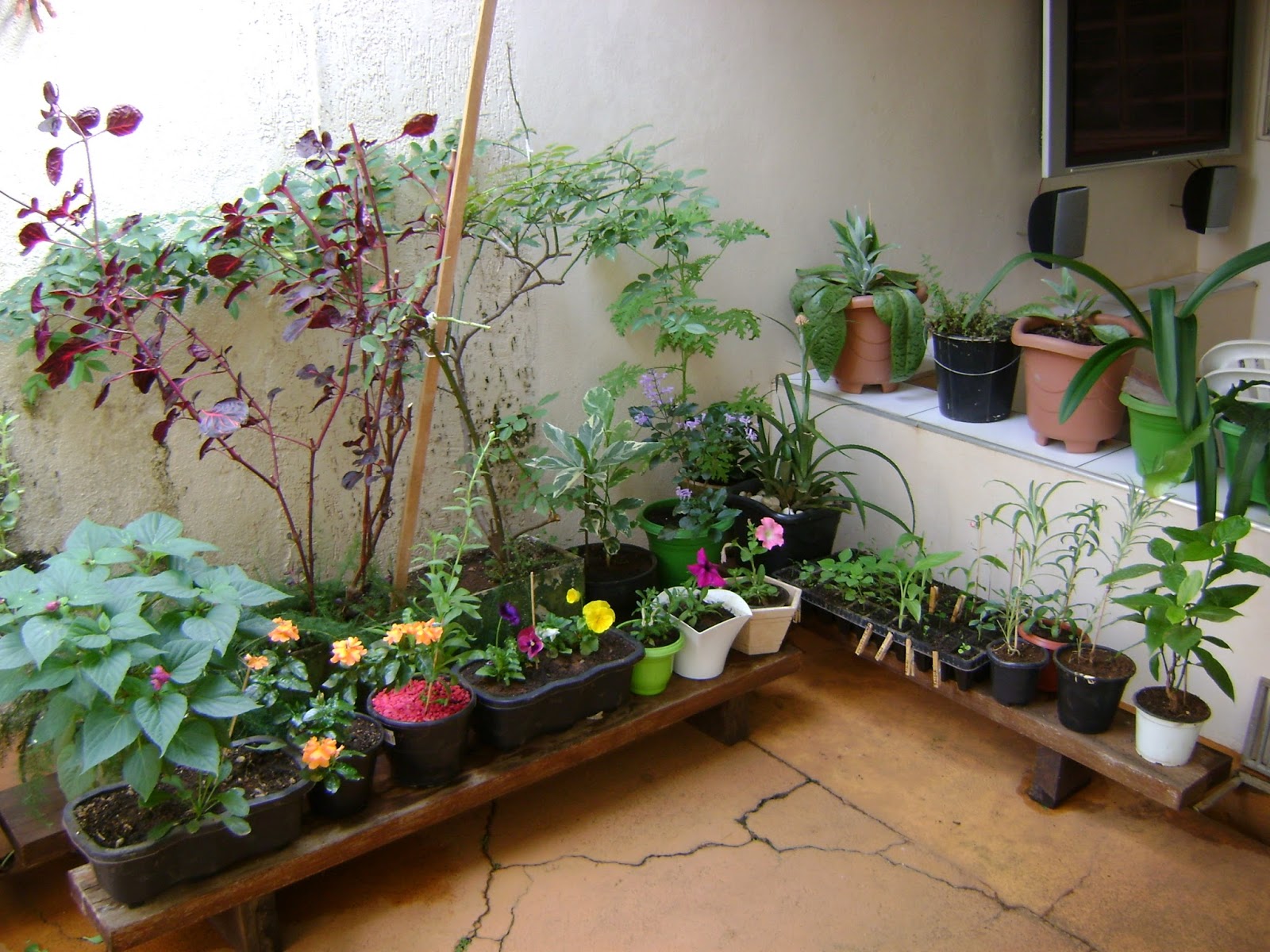 de um jardim floridoDiário de uma Sementeira Um pouco do meu jardim de um jardim floridoDiário de uma Sementeira Um pouco do meu jardim