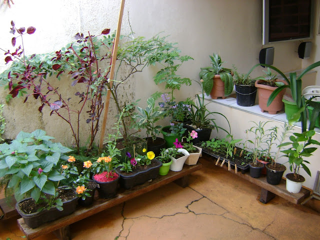meu quintal meu jardim: uma Sementeira: Um pouco do meu jardim e árvores floridas em Uberaba meu quintal meu jardim: uma Sementeira: Um pouco do meu jardim e árvores floridas em Uberaba