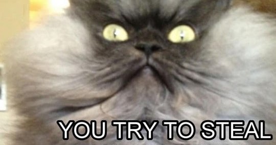 Grumpy Cat Quotes | Funny Collection World