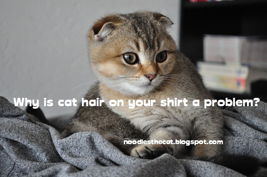 I IZ NOODLES THE CAT Cat hair problem
