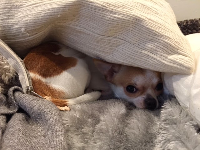 チワワダイアリー いじけるチワワ