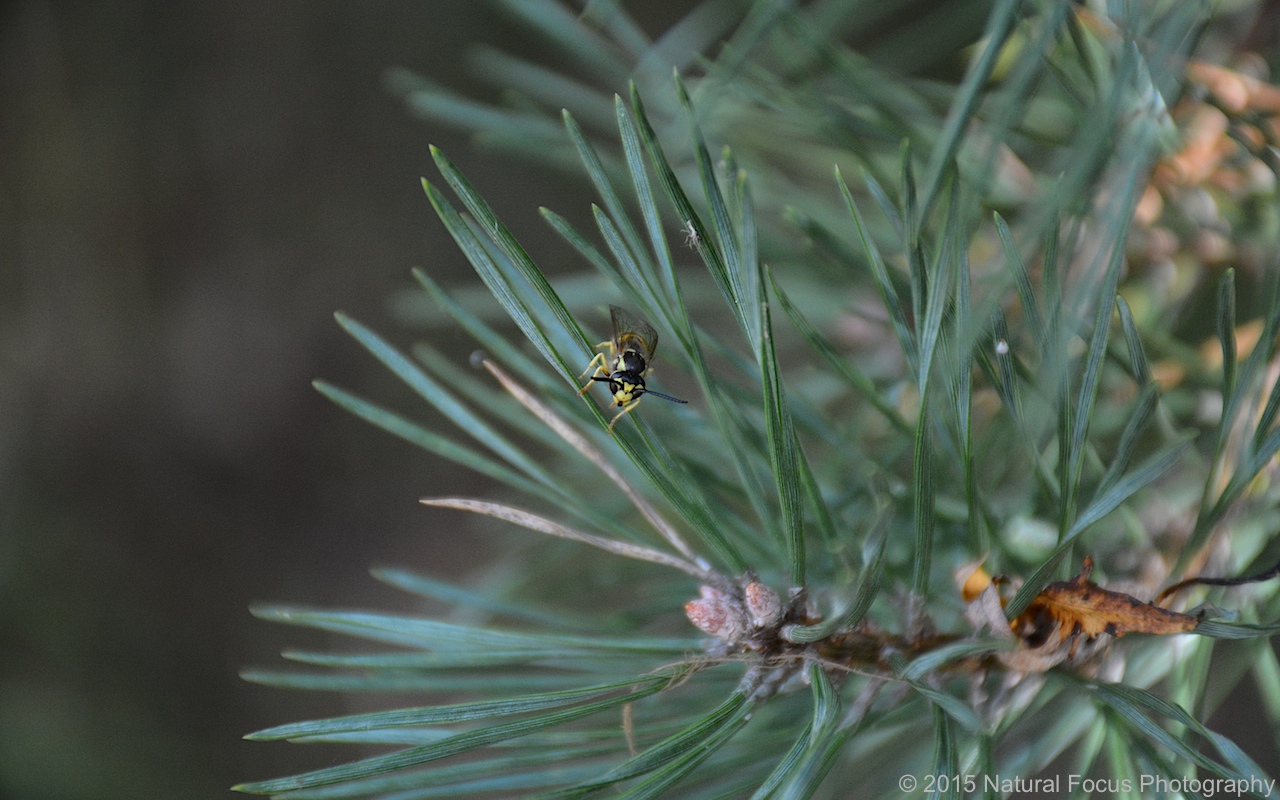 Natural Focus Nature Photo of the Day 247 Wasp on Pine Needle