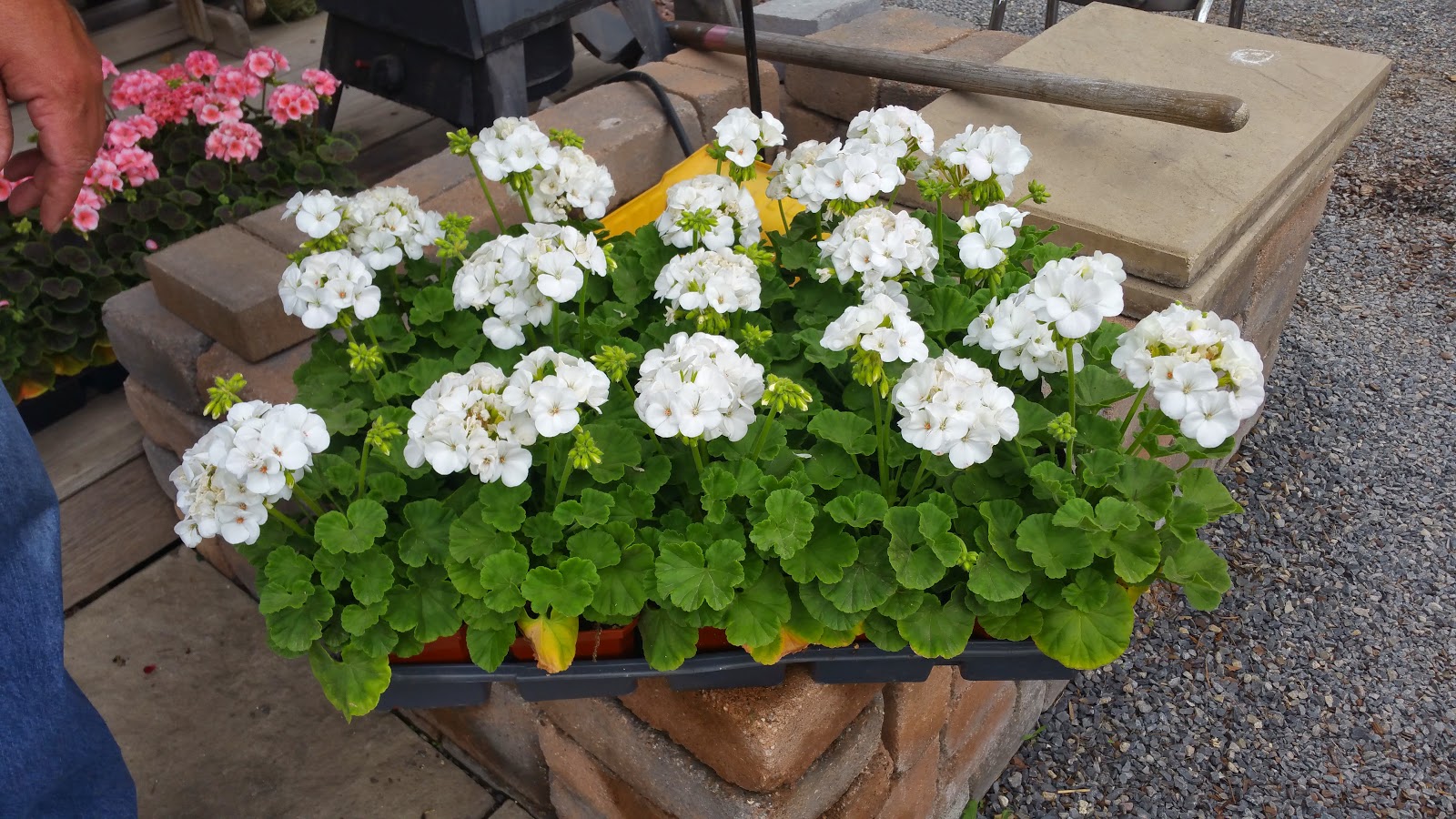 TURBOTVILLE LANDSCAPE AND SUPPLY Flowers