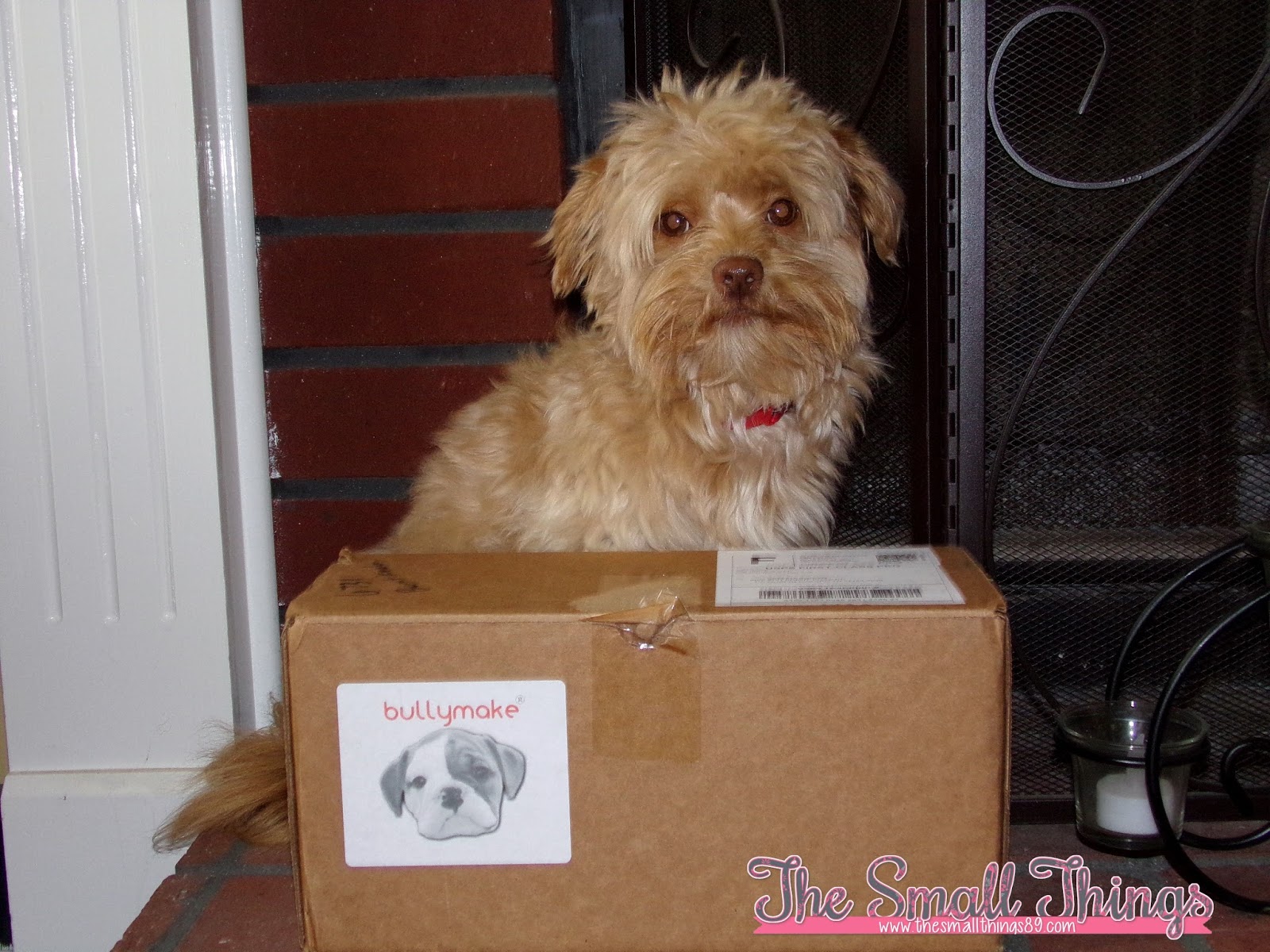Bullymake A Dog Subscription Box For Power Chewers!