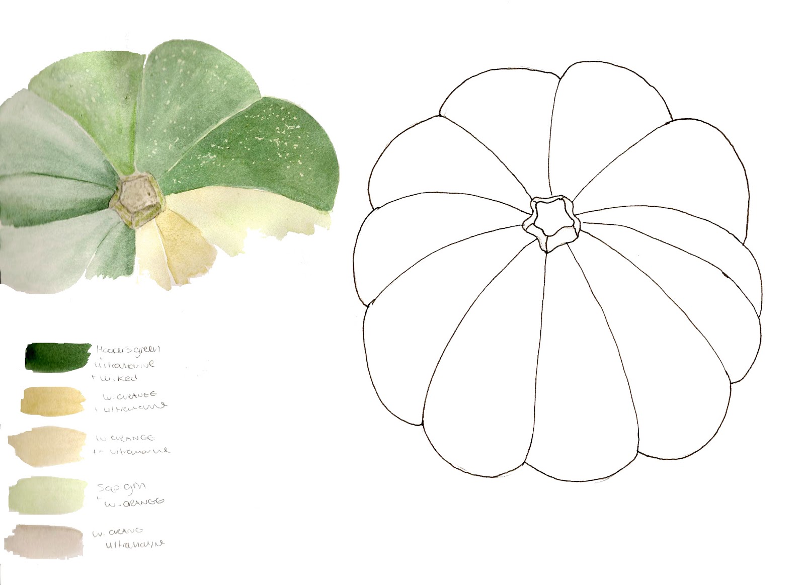 Laura Ashton : Acorn Squash Sketch Book Study