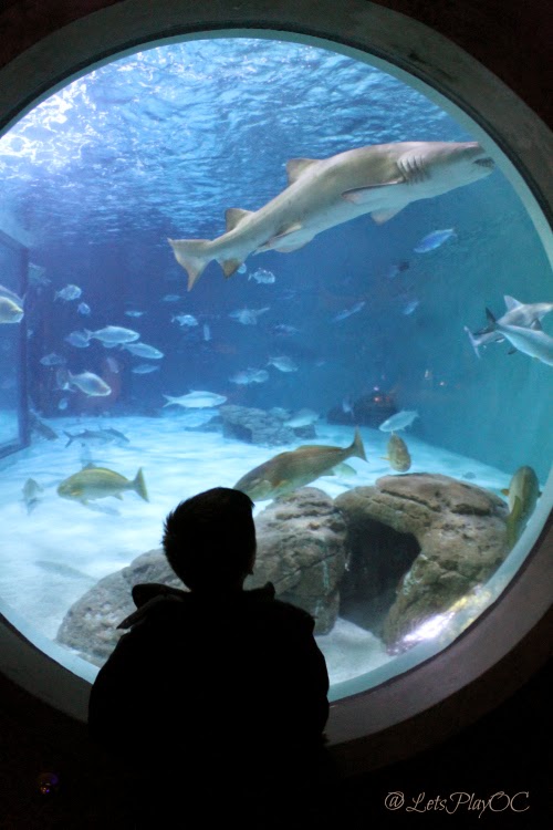 Cool Finds Inside New Orlean's Audubon Aquarium of the Americas TT