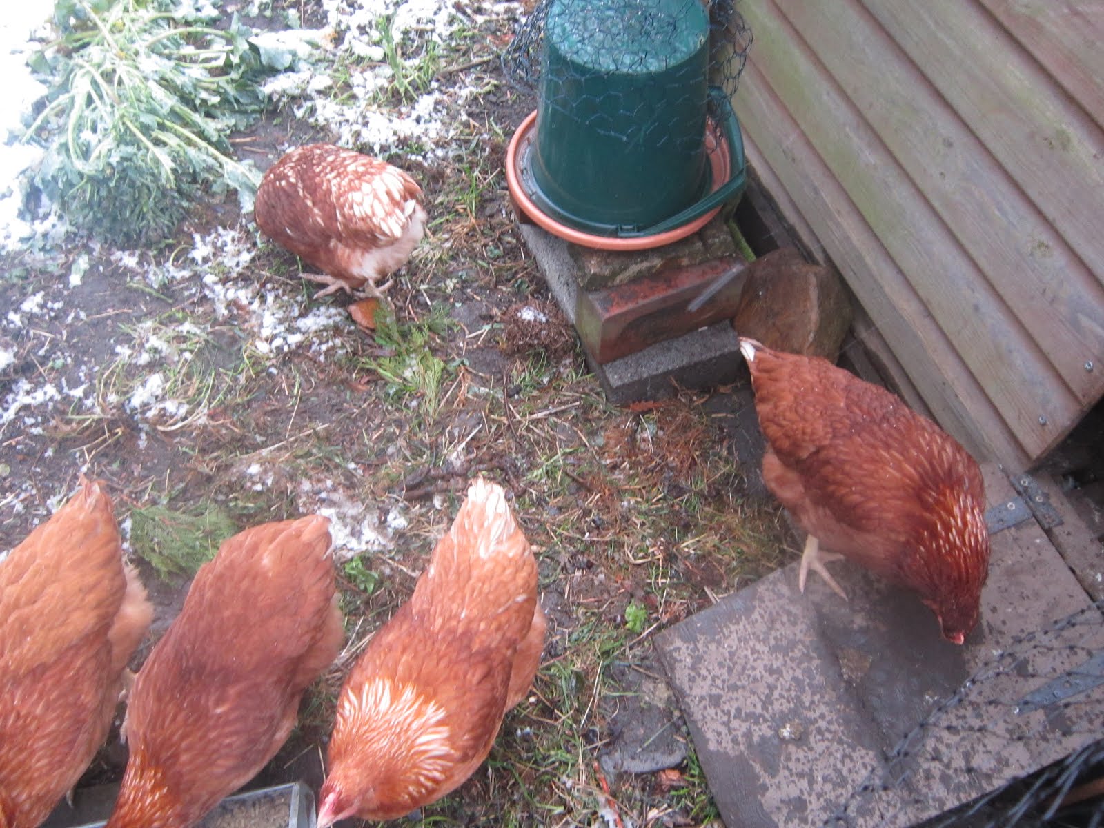 4 kids, 2 guinea pigs one happy family April Showers, snow showers!