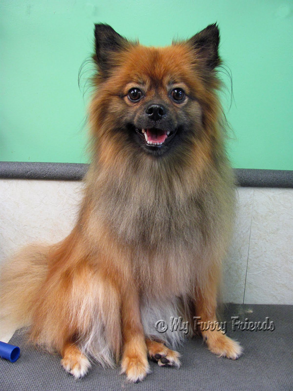 Pet Grooming The Good, The Bad, & The Furry "Shave My Dog" Release Form