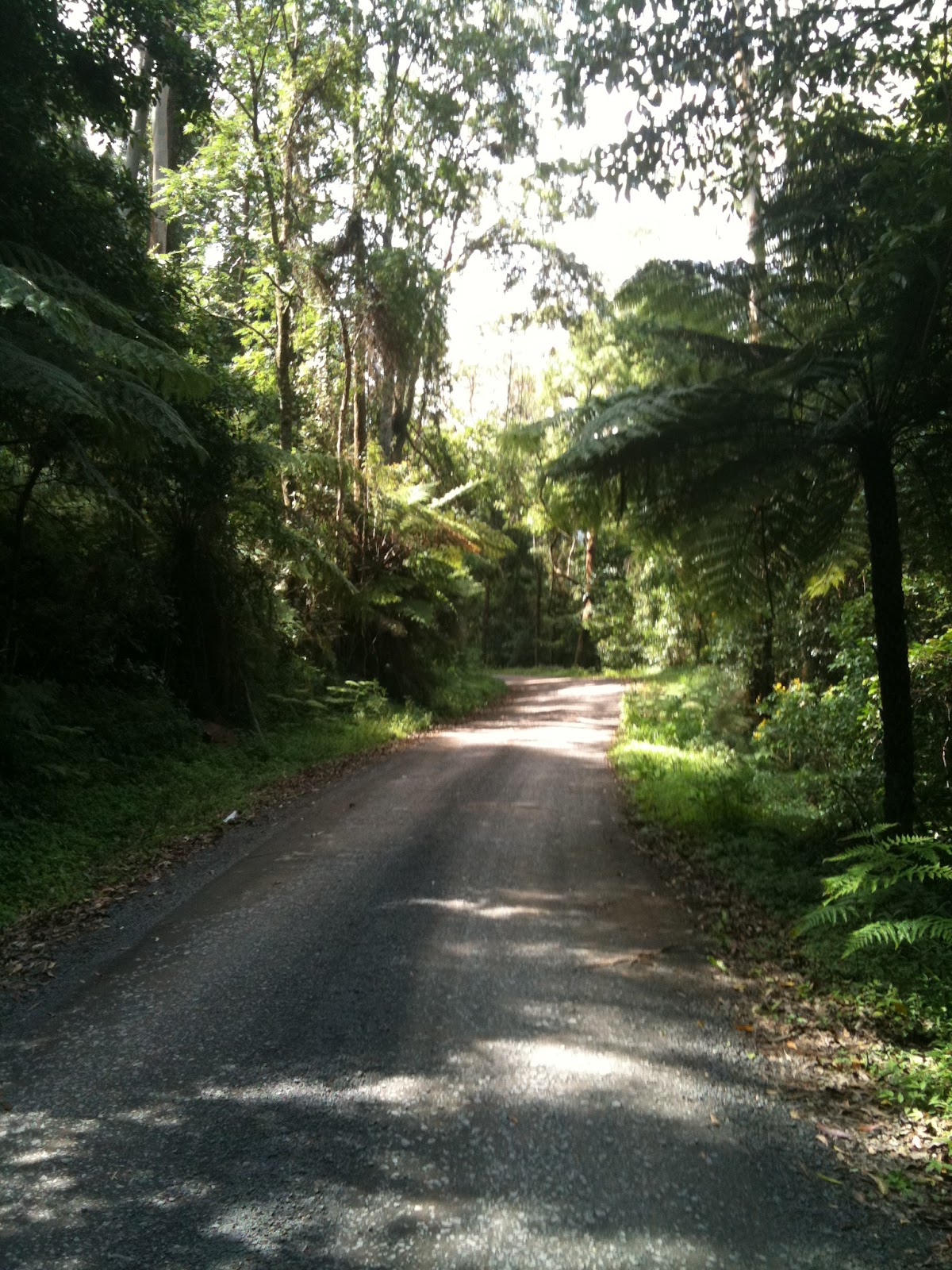 Around the tracks Kangaroo Valley