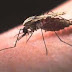 Health : Spermless Mosquitoes Hold Promise To Stop Malaria