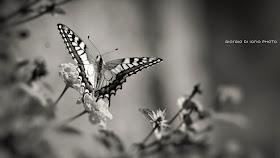 Butterfly, Papilio Machaon, Farfalla, Papilionidi, Foto Ischia