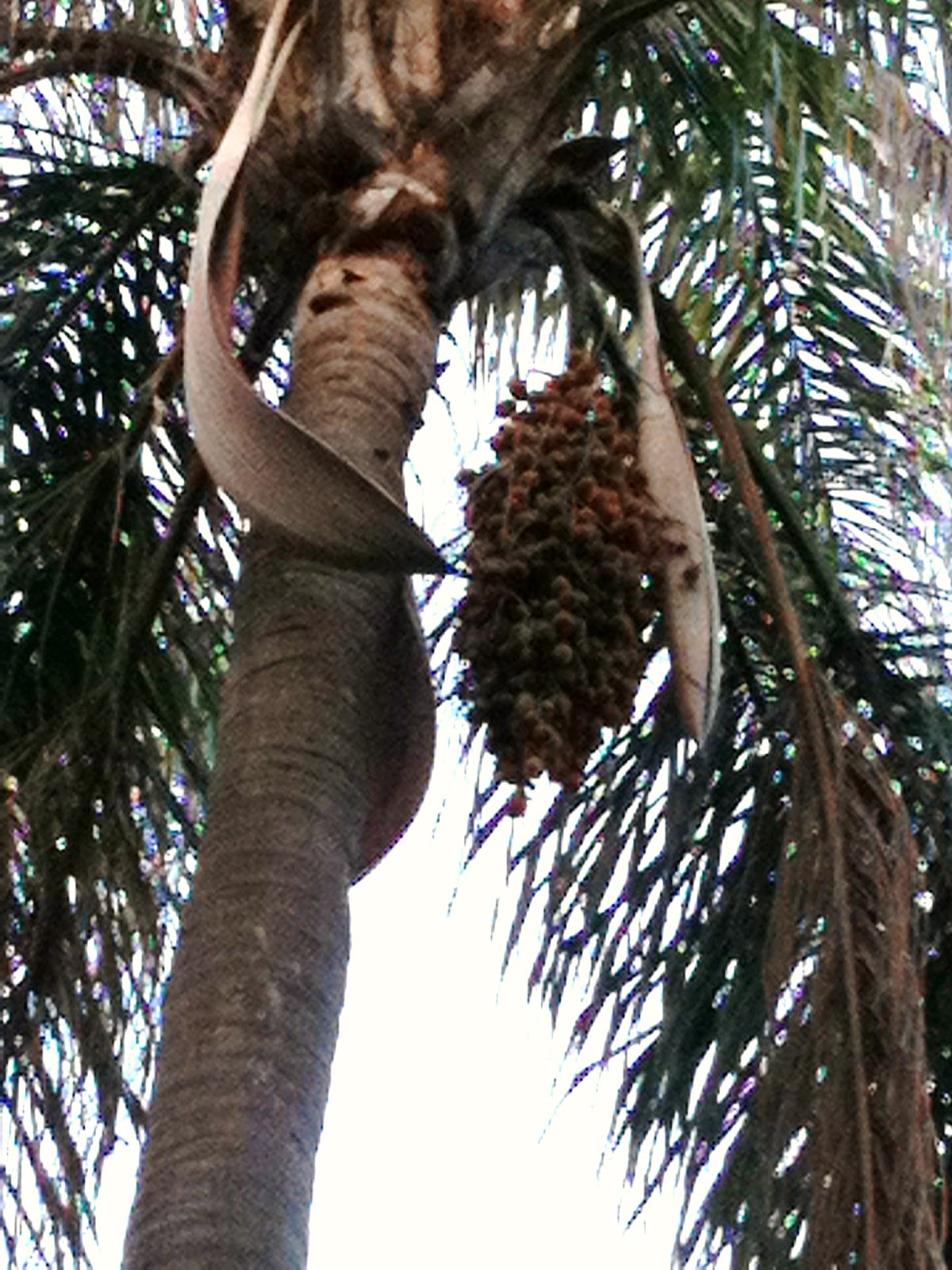 Can dogs eat palm tree bark