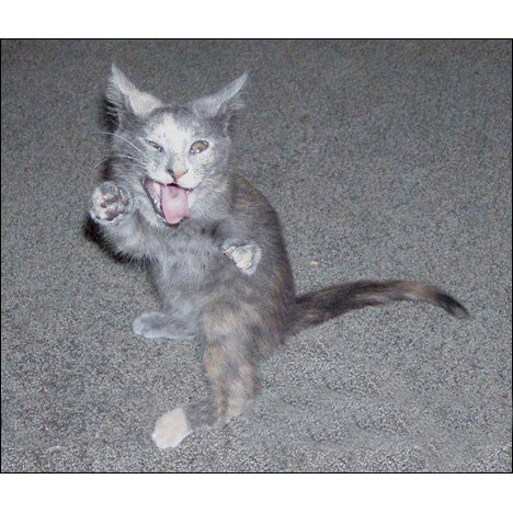Funny Pictures / Hilarious Cats |Fun Aye! Daily doze of humour. Funny Pictures / Hilarious Cats |Fun Aye! Daily doze of humour.