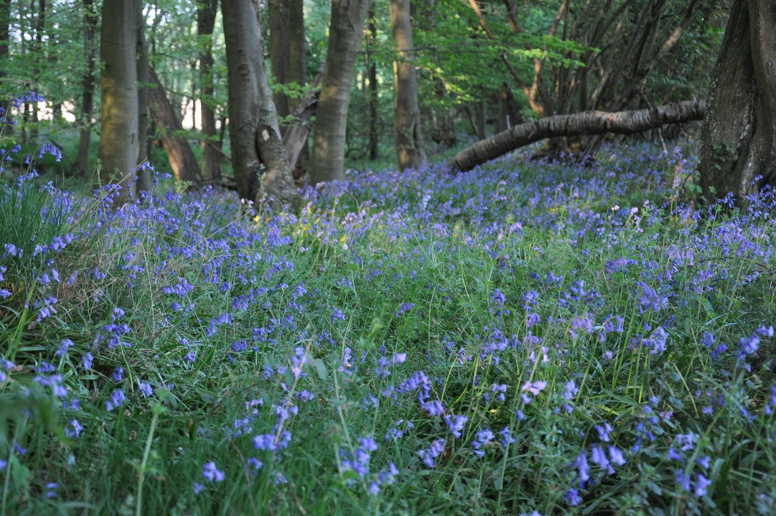 Blue Bells Flowers