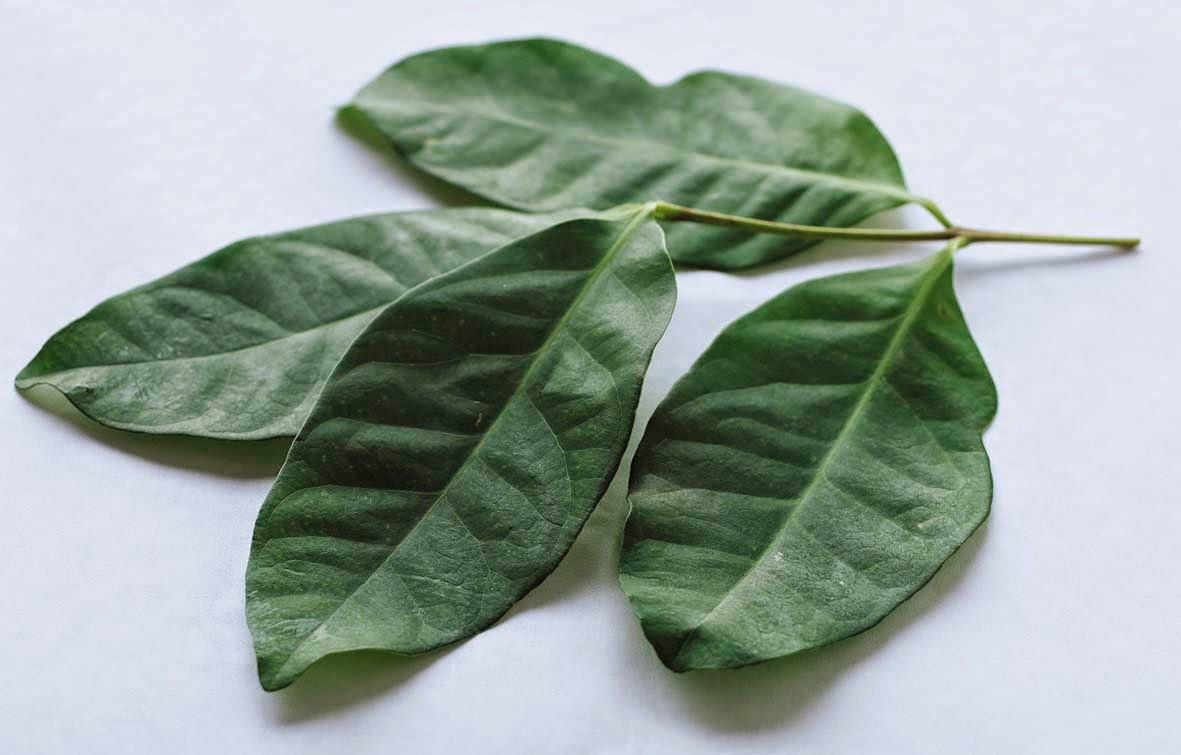 Health Benefits of Bay Leaves for Beauty and your body ...
