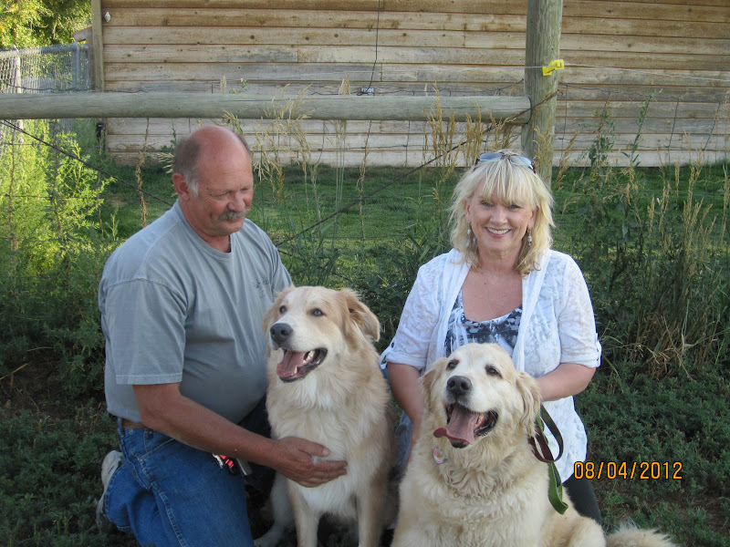Shaved Great Pyrenees