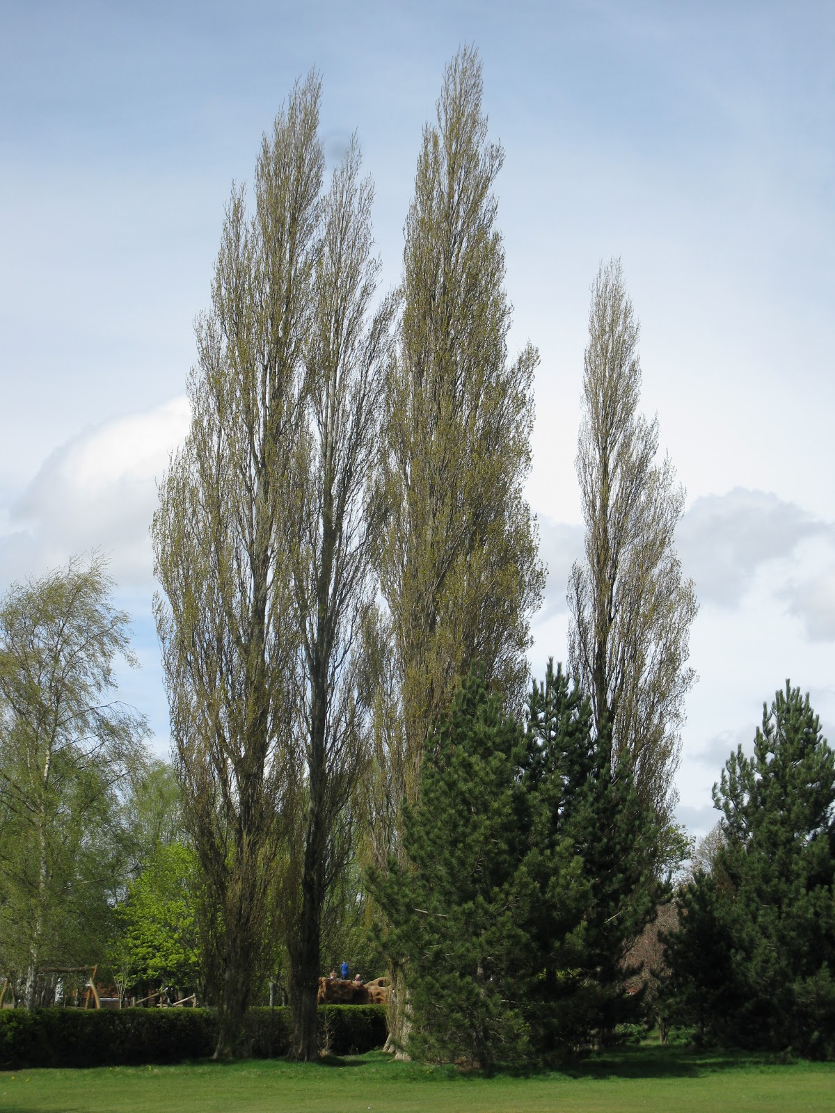 Plants Blog term 3 Populus nigra Black poplar