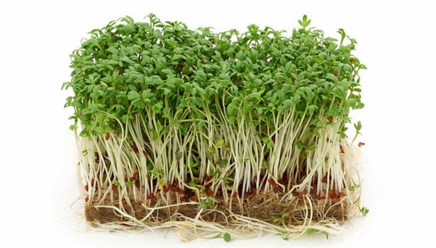 Comment repiquer pousses ?