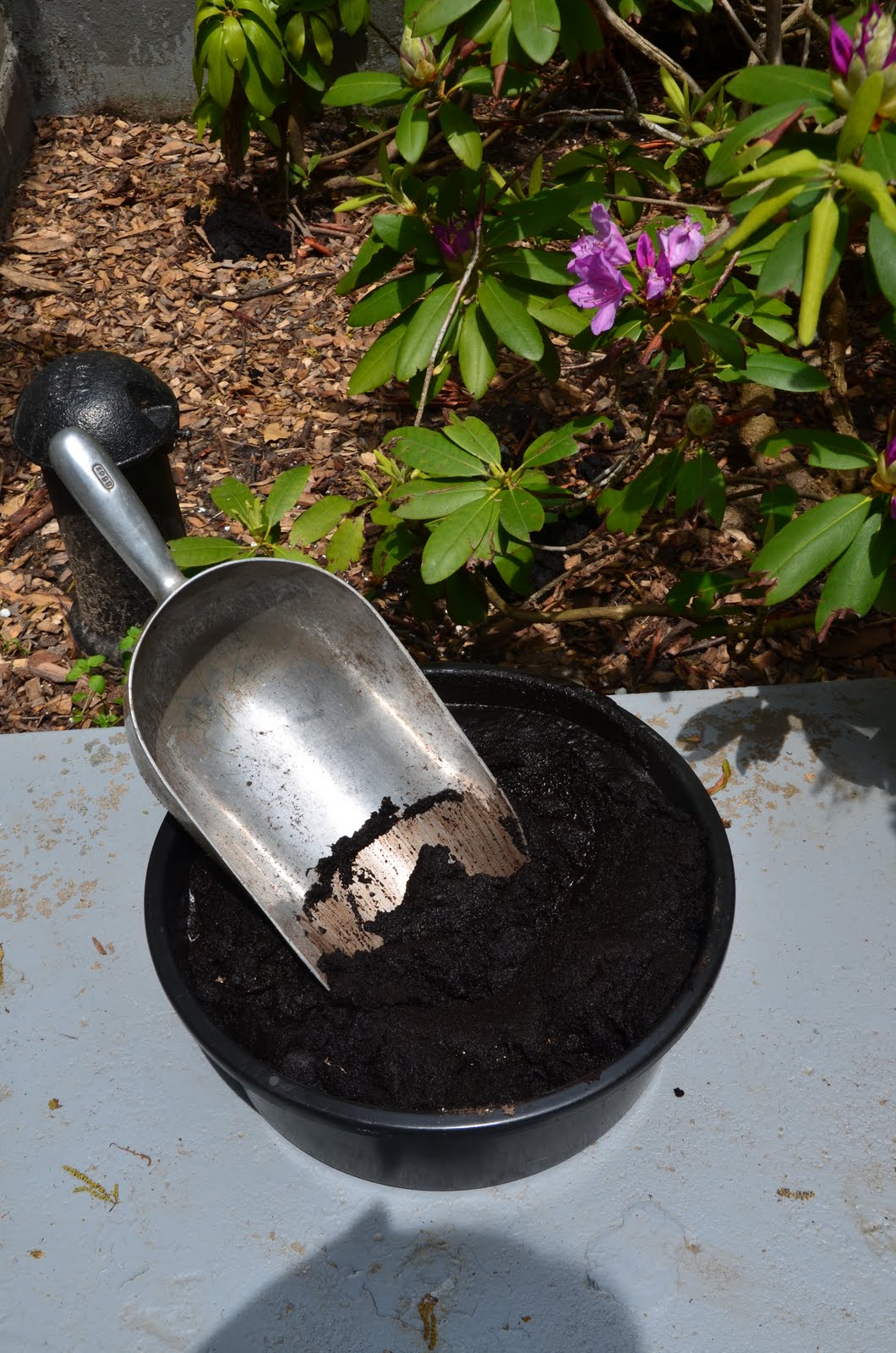 Zone Five and a Half What Color Mulch To Use? Free Mulch and a Cuppa Joe