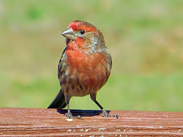 House Finch