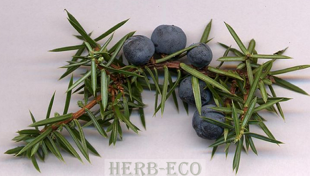 Можжевельник - польза и рецепты Формулы Можжевельника от iHerb