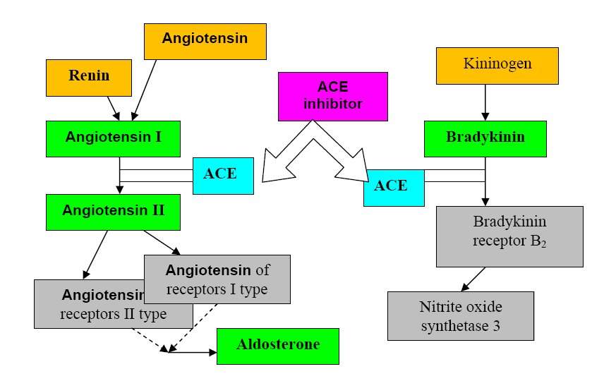 enalapril drug mechanism of action