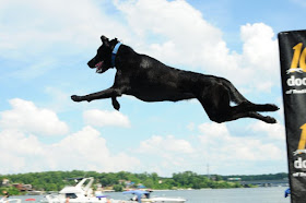 Dog Days Bar & Grill, Canine Cannonball, Lake of the Ozarks