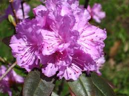 May Flowers In Season Plants Flowering