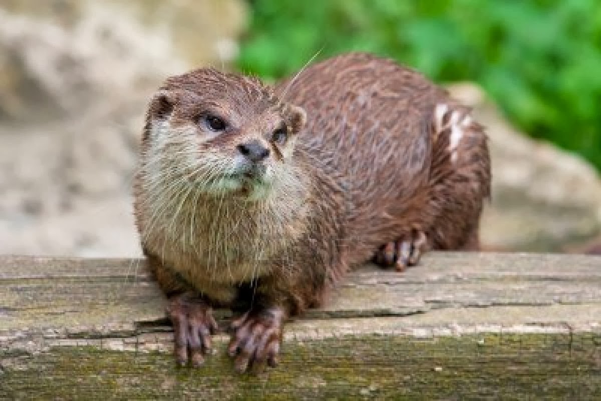 Small Clawed Otters Amazing Facts & Latest Pictures All Wildlife