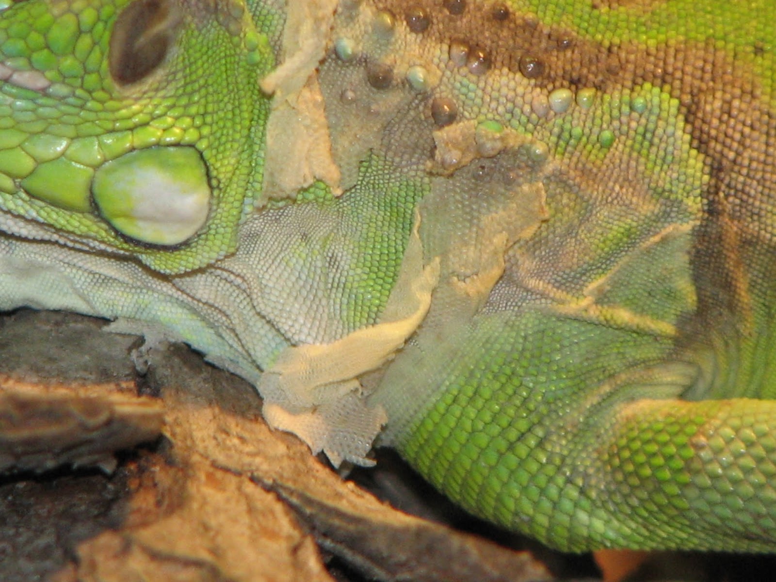 iguana gagal shedding