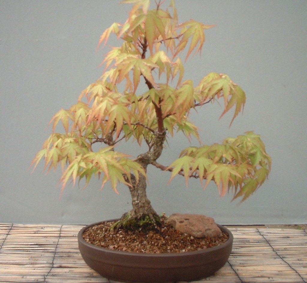 MiKo Bonsai Cork Bark Maple Progression