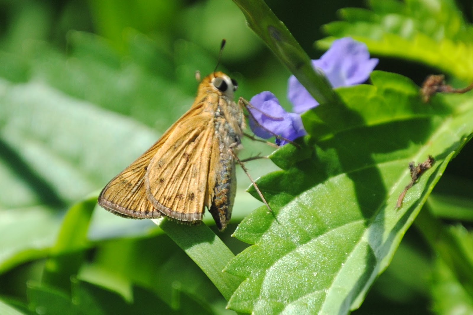 Florida Fall Butterflies » Focusing on Wildlife