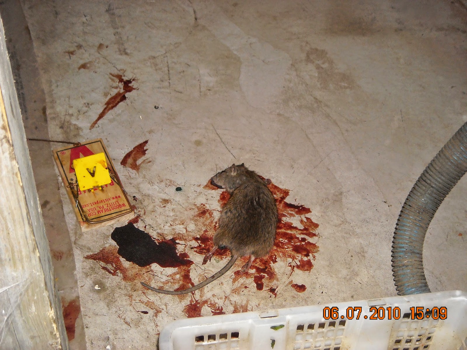 Health Inspector\'s Notebook: Rats in the city Health Inspector\'s Notebook: Rats in the city