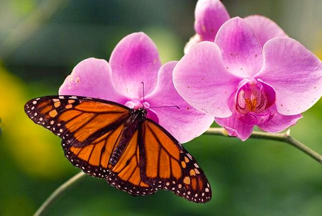 orchid flower and butterfly beautiful