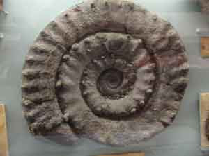 starting out: Ammonite