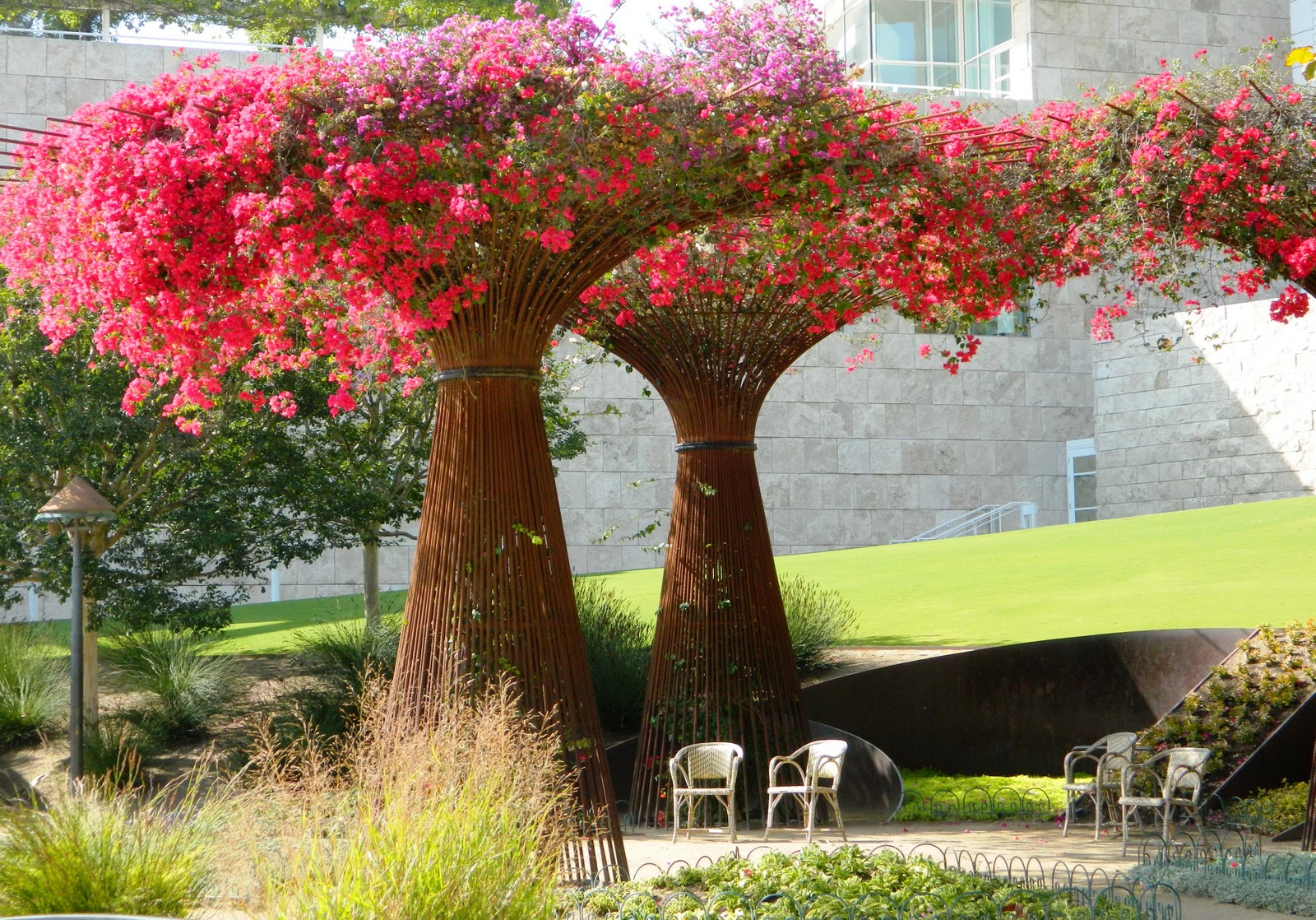 Jardines y Parques en Ambientes Secos: Bougainvilleas como arboles