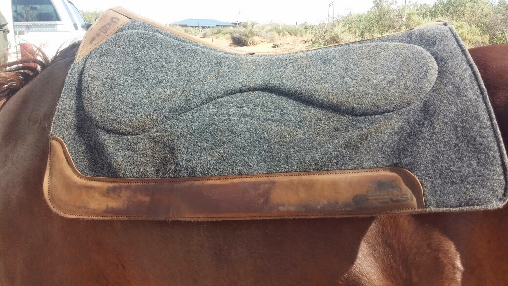 Functional Horsemanship Review of CSI Saddle Pad