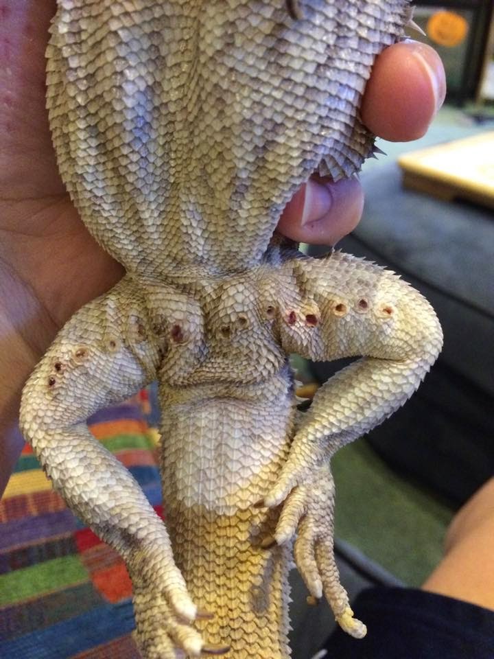 pictures of tail rot on bearded dragon